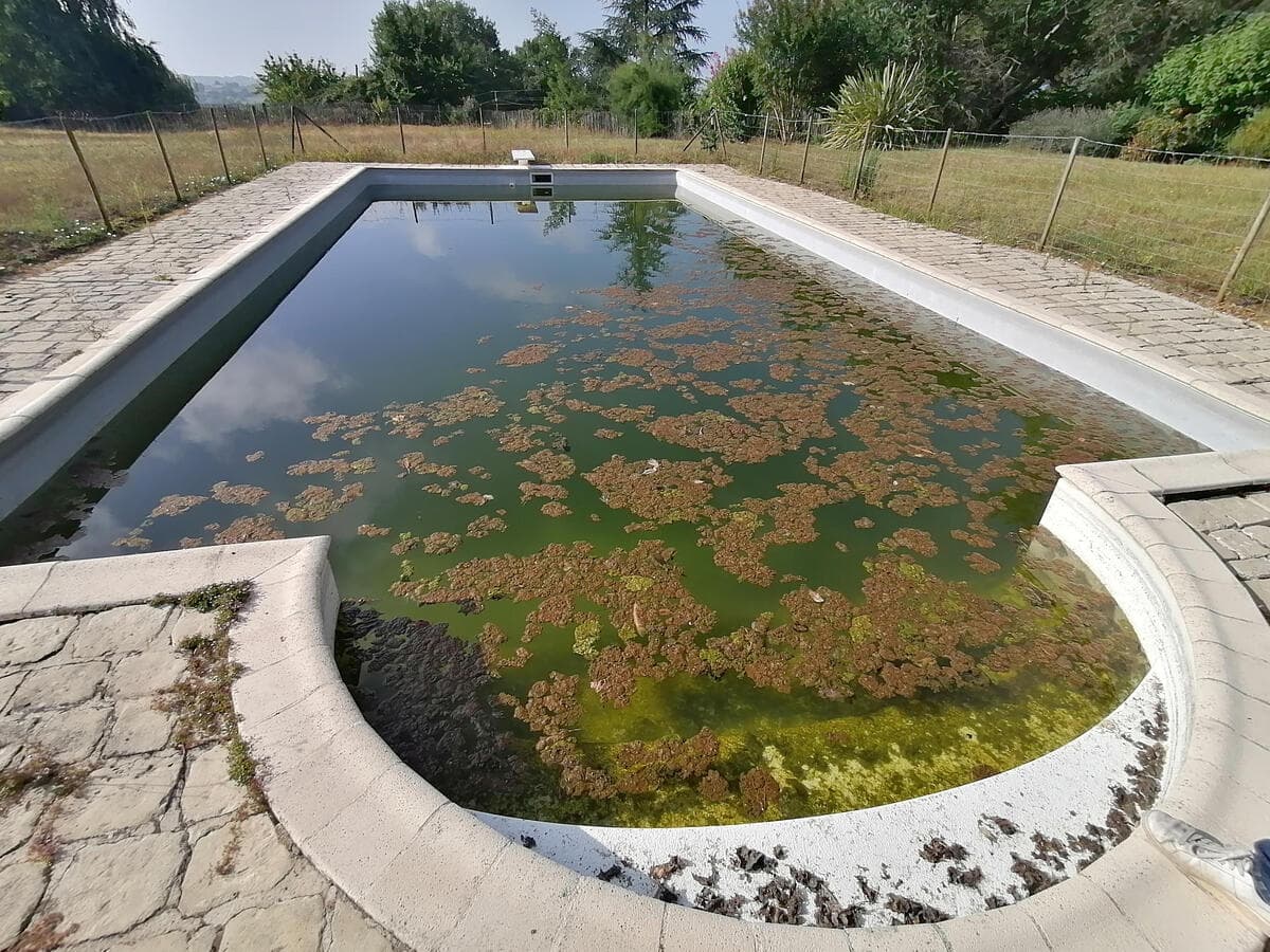 Piscine avec prolifération sévère d'algues vertes — eau verte et opaque, situation nécessitant une intervention